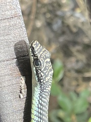 Chrysopelea paradisi