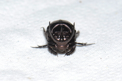 Onthophagini