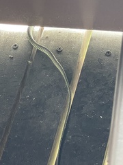 Chrysopelea paradisi