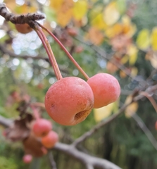 Malus