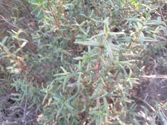 Cistus monspeliensis