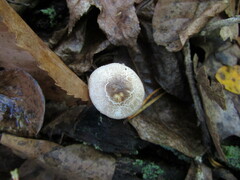 Lepiota atrodisca
