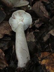 Lactarius griseus