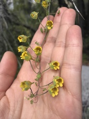 Tropaeolum brachyceras