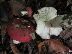 Russula vinacea
