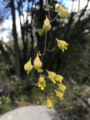 Tropaeolum brachyceras