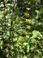 Tropaeolum brachyceras