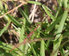 Odontoxiphidium apterum