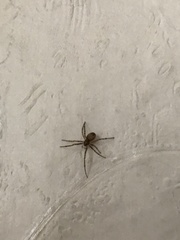 Steatoda