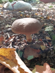 Cyclocybe parasitica