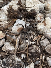 Tliltocatl epicureanus