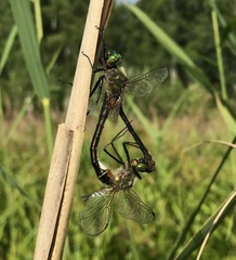 Cordulia aenea aenea