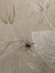 Steatoda