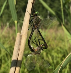 Cordulia aenea aenea