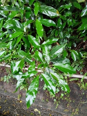Turpinia ternata