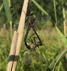 Cordulia aenea aenea