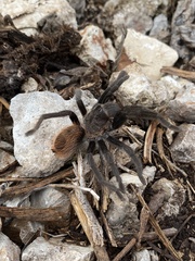 Tliltocatl epicureanus