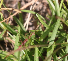 Odontoxiphidium apterum