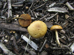 Agrocybe