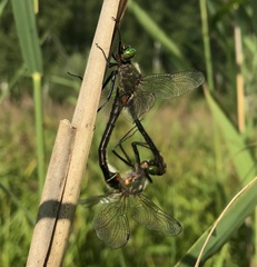 Cordulia aenea aenea