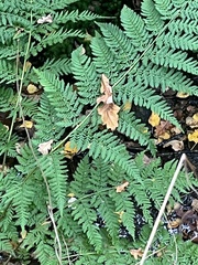 Athyriaceae