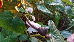 Satsuma sphaeroconus