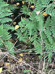 Athyriaceae