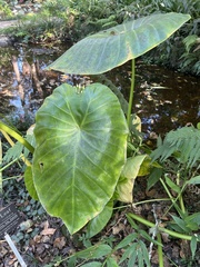 Astilboides tabularis