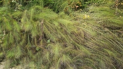 Equisetum telmateia telmateia