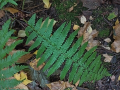 Dryopteris filix-mas