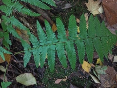 Dryopteris filix-mas