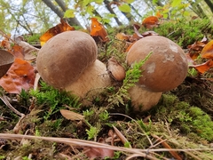 Boletus