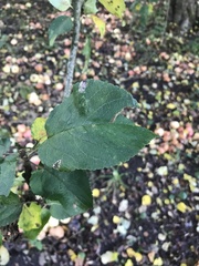 Malus sylvestris