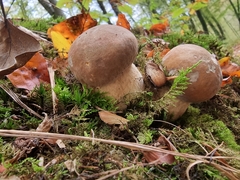 Boletus