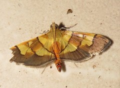 Syngamia latimarginalis