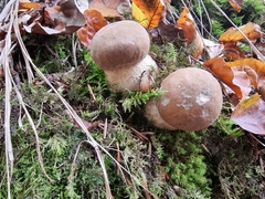 Boletus