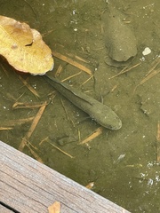 Channa striata
