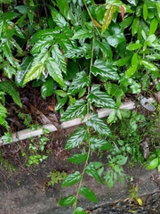 Rubus swinhoei