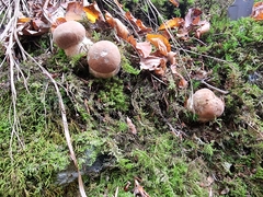 Boletus