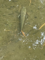 Channa striata