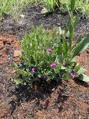 Polygala amatymbica