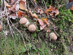 Boletus