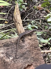 Eutropis multifasciata