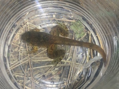 Limnonectes kuhlii