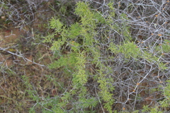 Asparagus burchellii