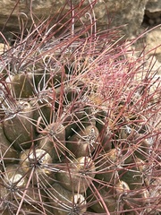 Hamatocactus hamatacanthus hamatacanthus