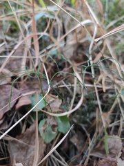 Equisetum scirpoides