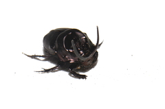 Onthophagini