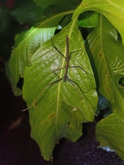 Parapachymorpha dentata