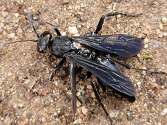 Entomobora